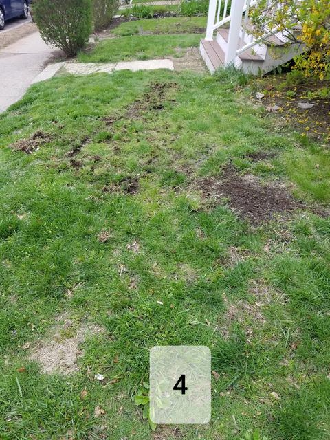 Lumpy, spotty grass | Lawn Care Forum