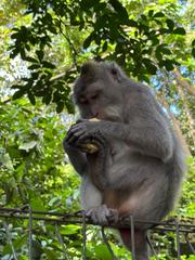 6 Aviones, 3 barcos y 2 trenes, empezando en Estambul y terminando Kuala Lump - Blogs de Indonesia - TERCERA PARADA: BALI (5)