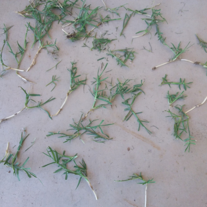 1589573723067784289755