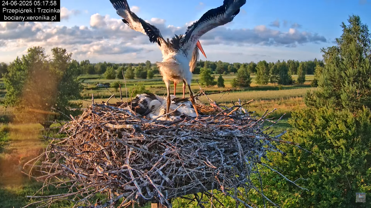 24062025bociany5