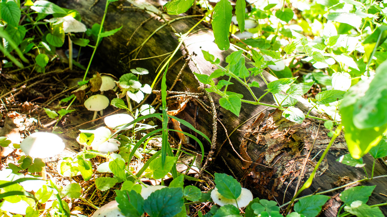 P7210027-Улучшено-Ум. шума