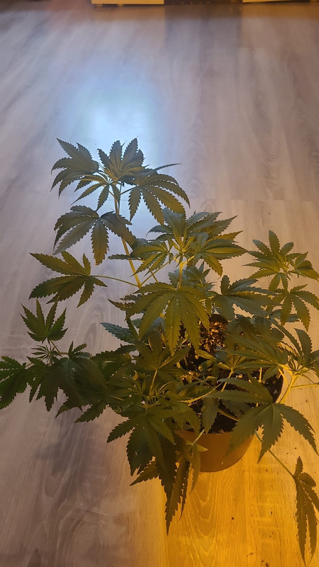 IMG-20240707-WA0005 (1)