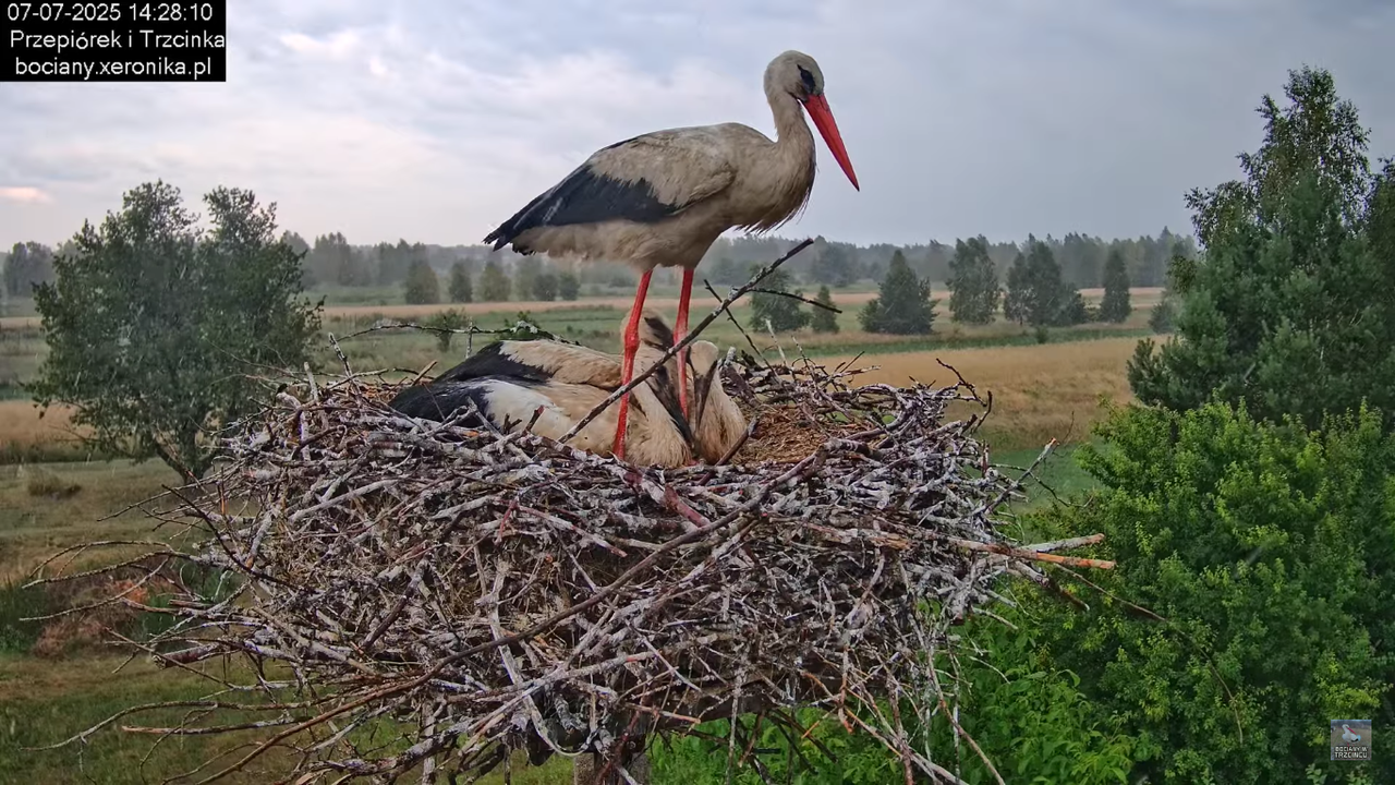 07072025bociany42