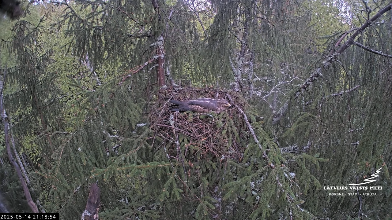 LVM mazais ērglis Lisiņa, egle2 – Lesser Spotted Eagle 17-23-24 screenshot