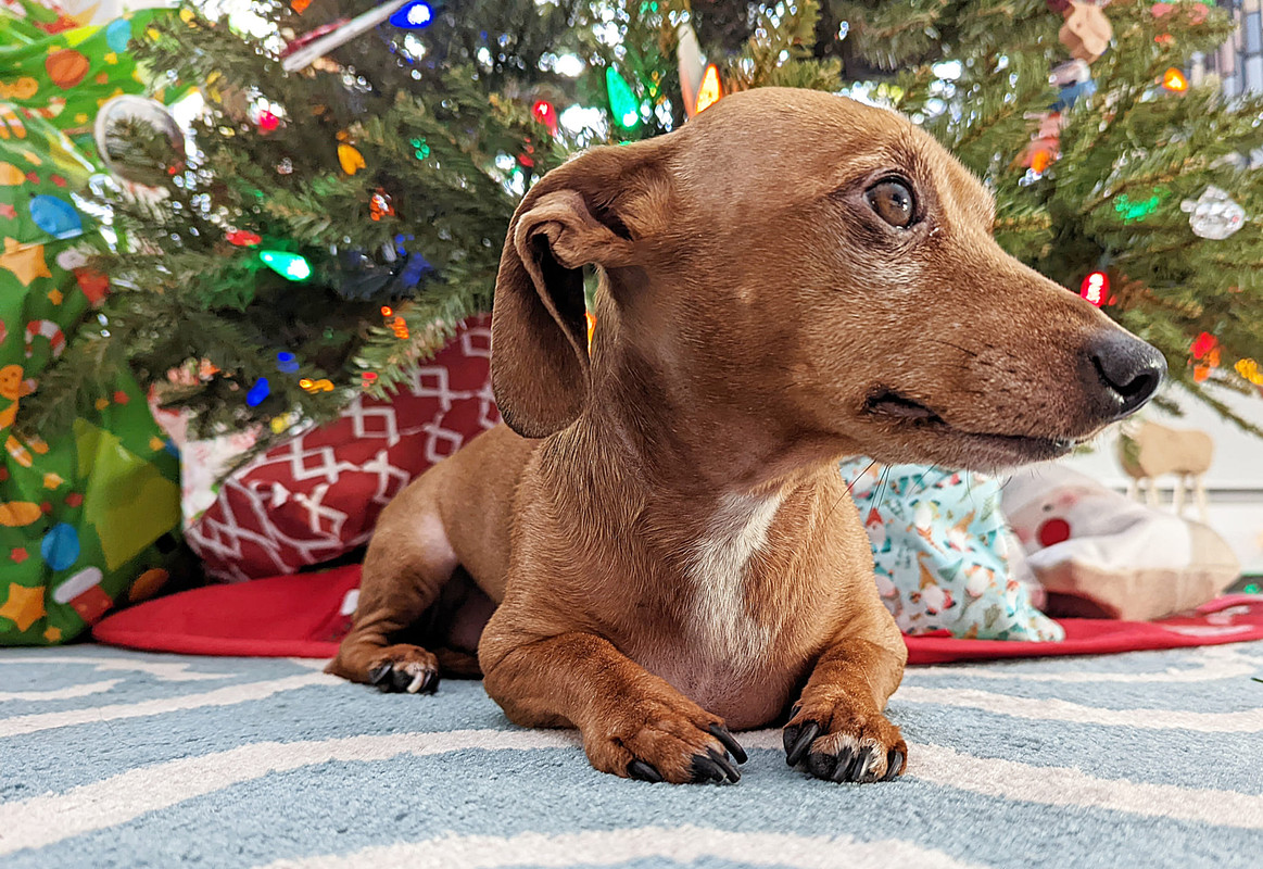 Adventures of a Foster Parent ~ Lucy's New Adventure