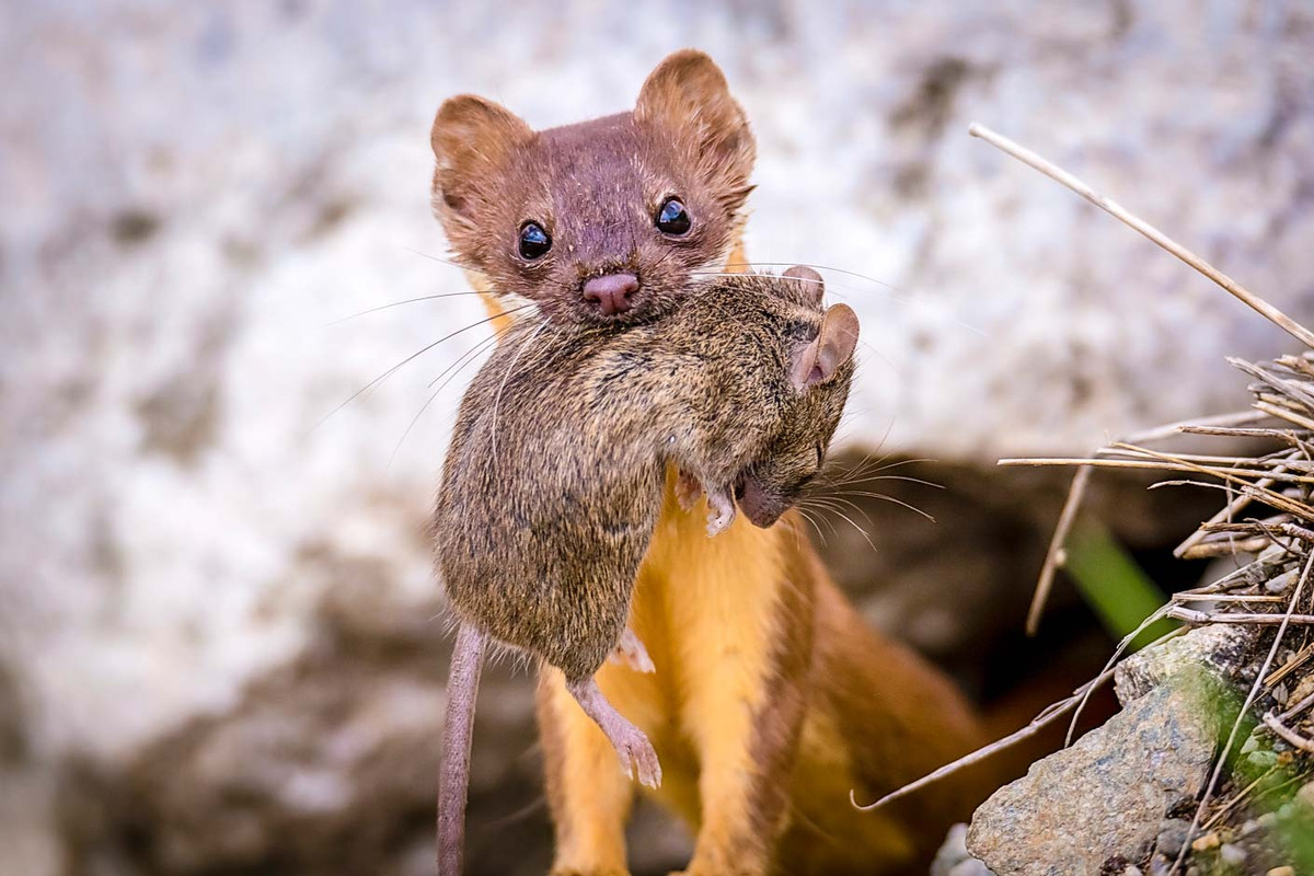03-long-tailed-weasel