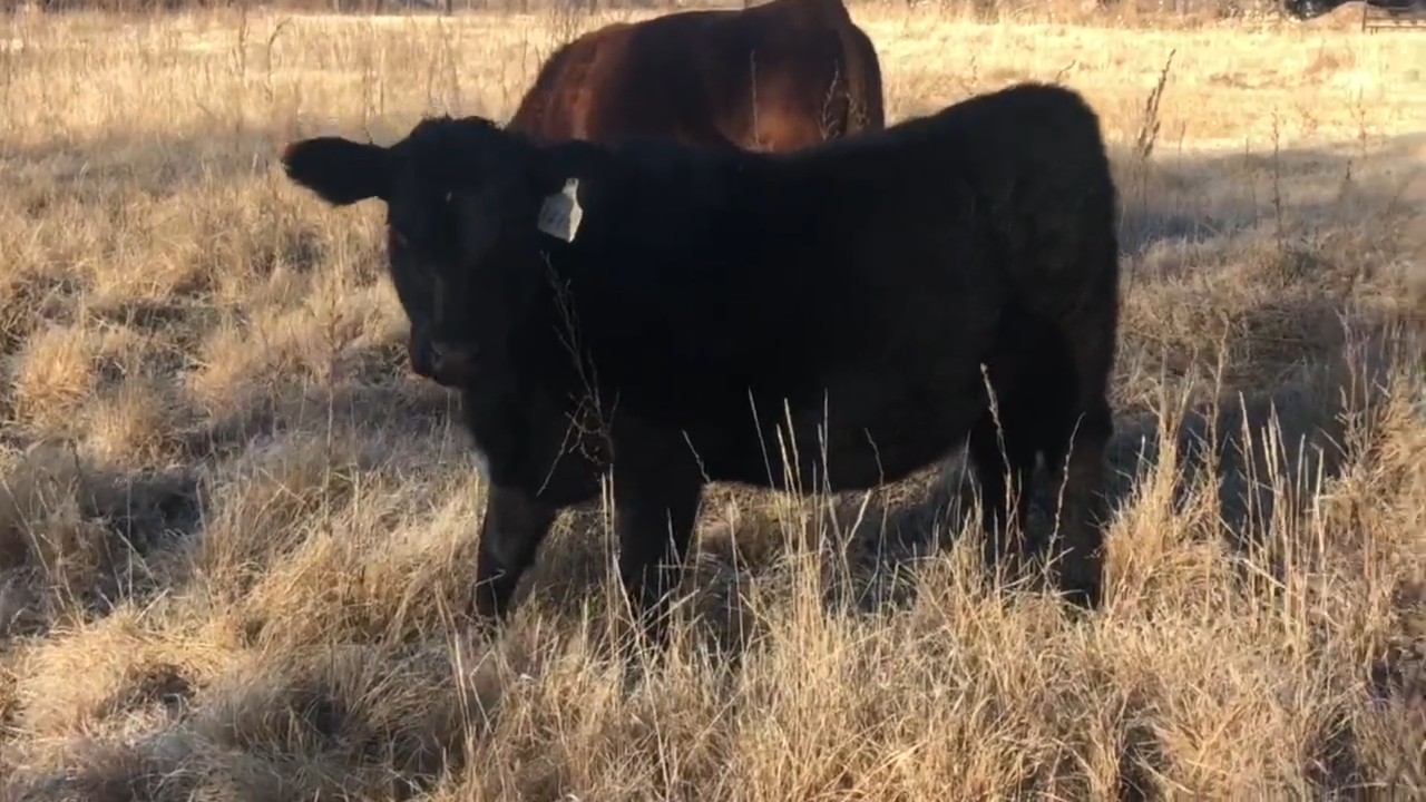 Screenshot_20200508-071353