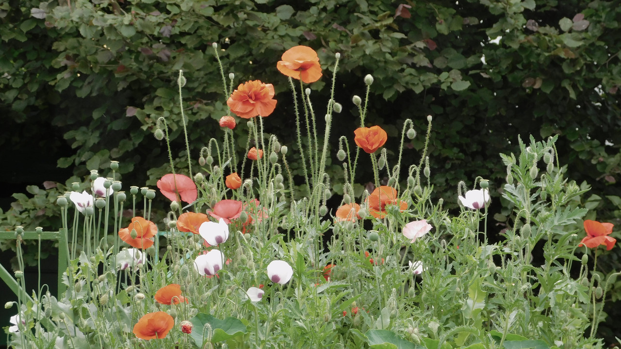 Дачное июль кудряшка , маус-машина и природа 006