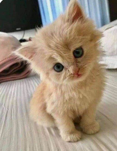 catyellowkitten.jpg