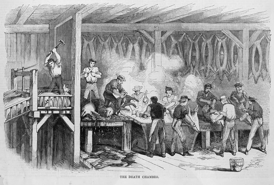 Photograph of an 1860 newspaper illustration showing men at work in a slaughterhouse in Cincinnati, Ohio.