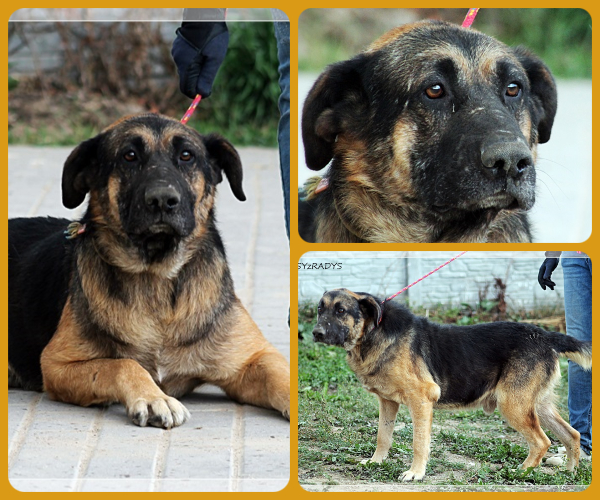 BeFunky-collage (20)