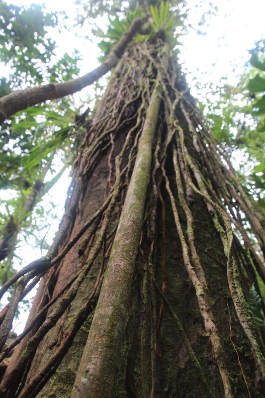 DIA 10: RIO CELESTE - DE TORTUGAS Y PEREZOSOS. COSTA RICA 2019 (21)