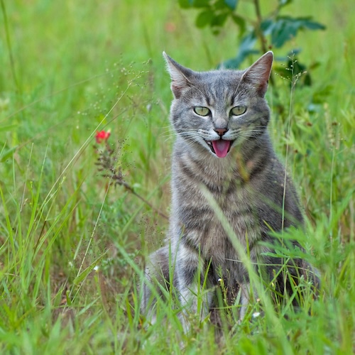 Tabby cat panting in the grass album cover