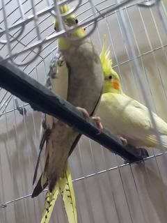 صورة