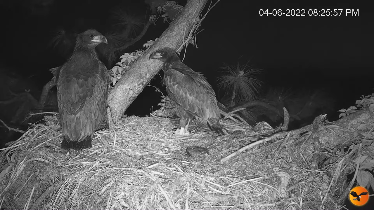 EC Nest Cam 6-46-1 screenshot (1)