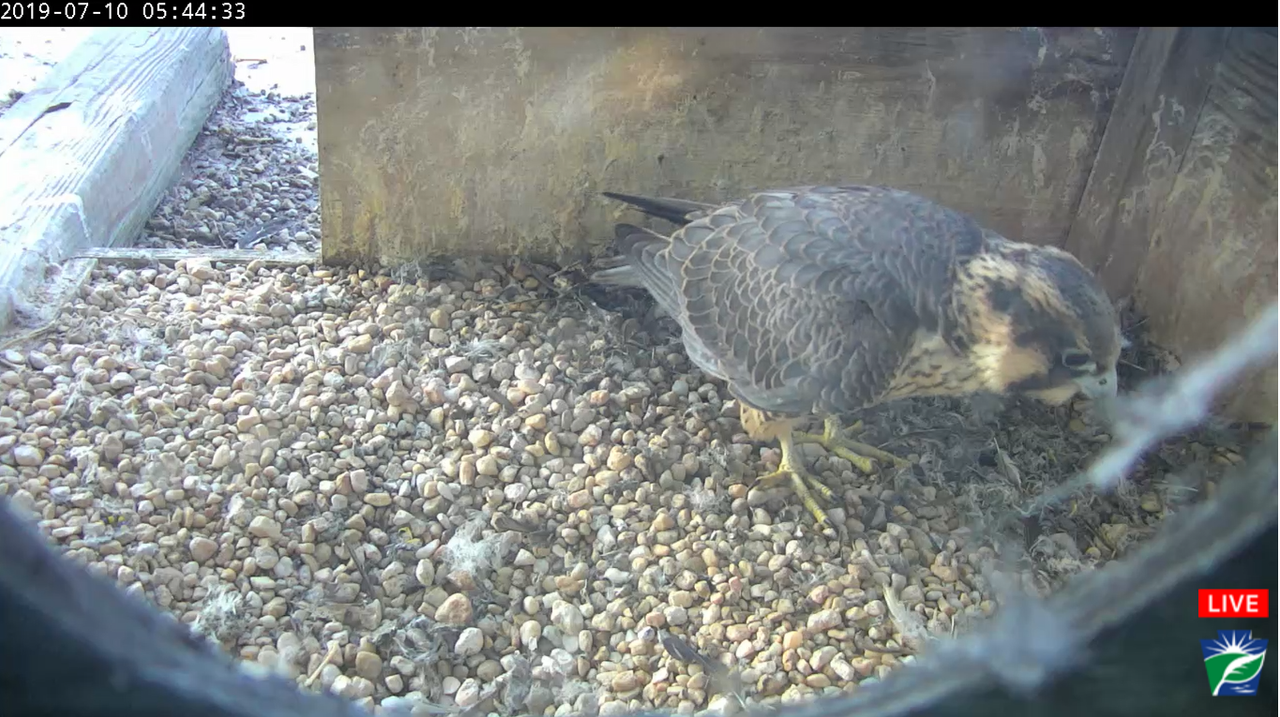 unbanded juvie in scrape