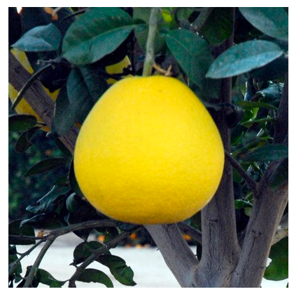 citrumelofruit
