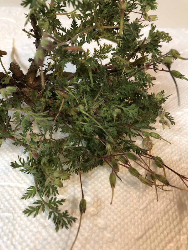 332EBCD3-63B1-4B73-92CE-933804D0EC85