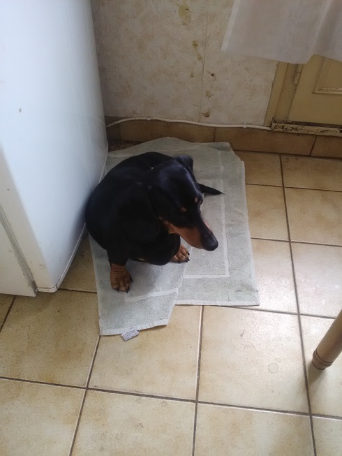 [Image: Gardien2.jpg]