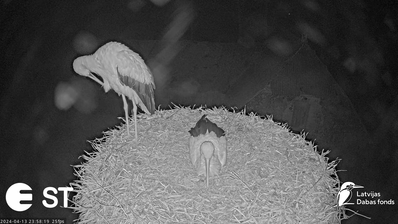 Baltie stārķi (Ciconia ciconia) Tukuma novadā - LDF tiešraide __ White storks in Tukums, Latvia 13-2