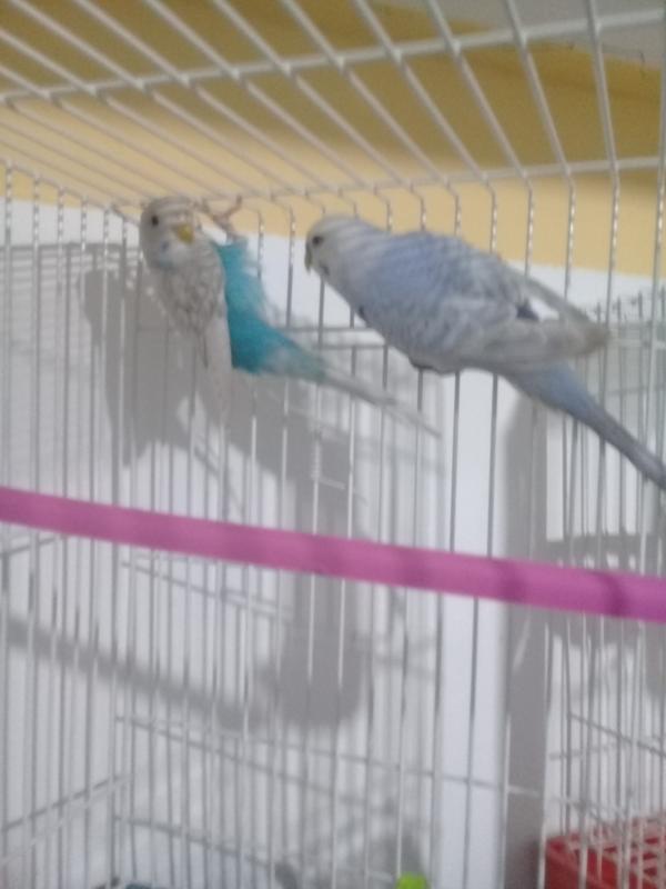 صورة