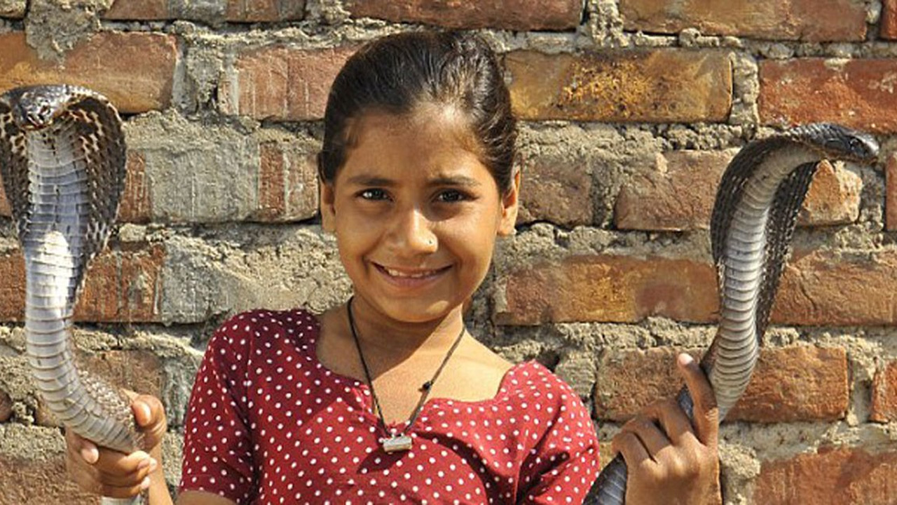 Perburuan dan Eksploitasi Ular Kobra