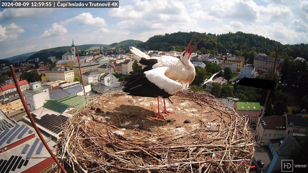 Živě z čapího hnízda na pivovarském komíně v Trutnově 17-34-39 screenshot (2)