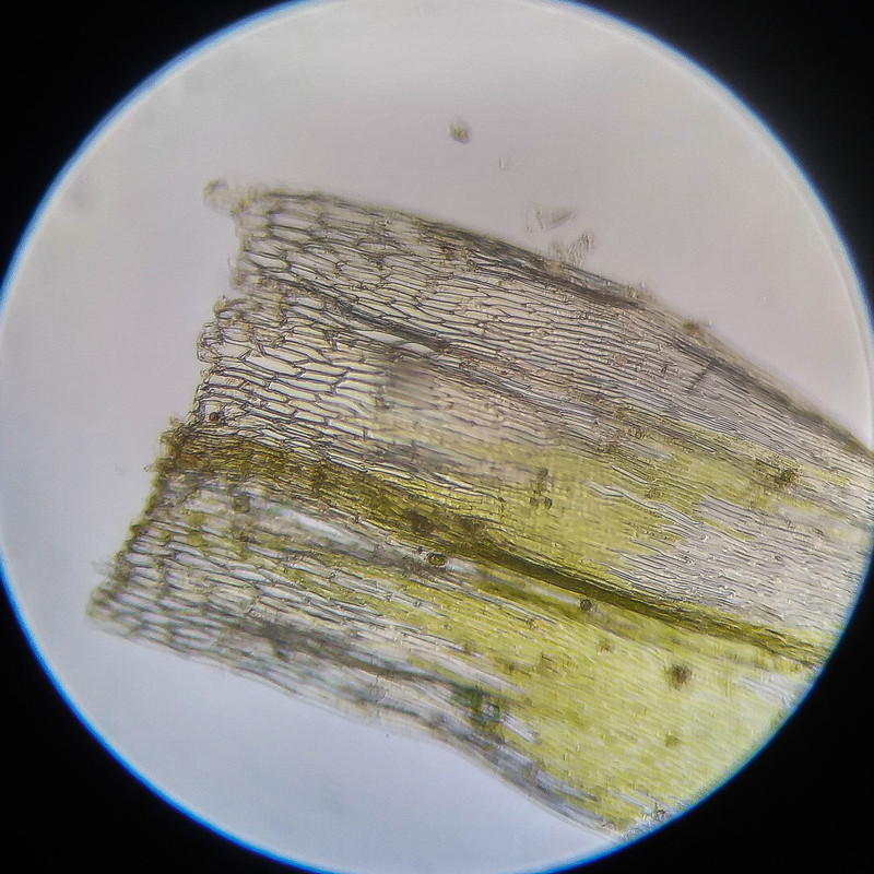 IMG 20250614 124306 HDR