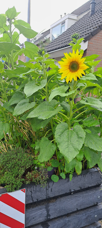 [Image: 20230802-180749.jpg]