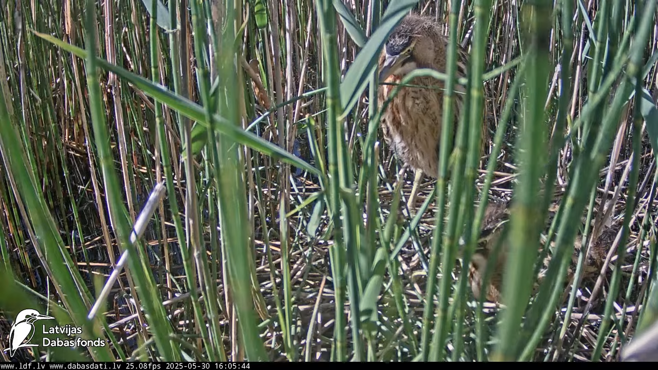 LDF Lielais dumpis (Botaurus stellaris) Zemītes pagastā 17-32-15 screenshot