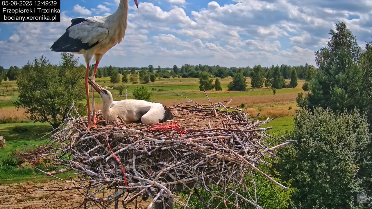 05082025bociany15