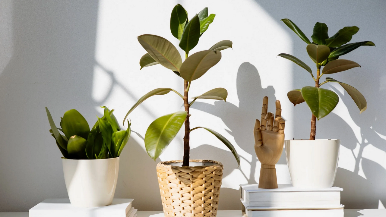 Identifica así si tu planta es de sol o de sombra