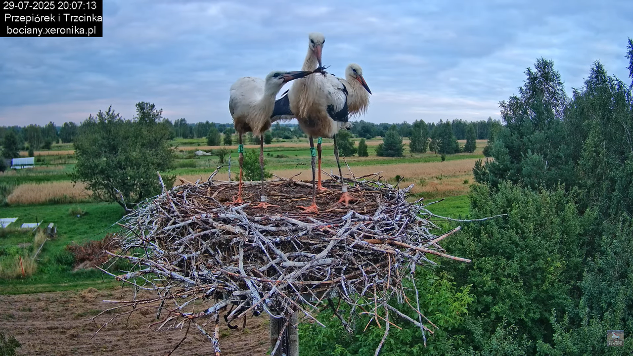 29072025bociany39