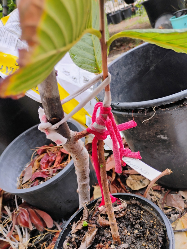 IMG_20251015_113321881_HDR_AE