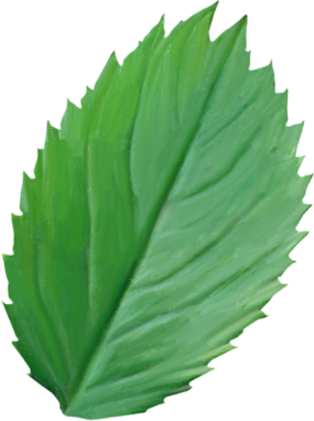 Leaf6