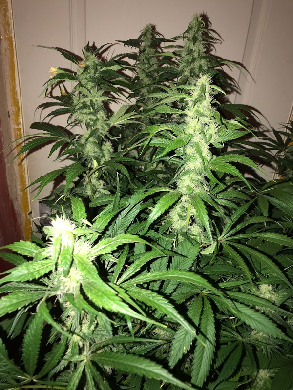 50F631DC-AFC3-4B5C-86F1-F46B6FADB73E