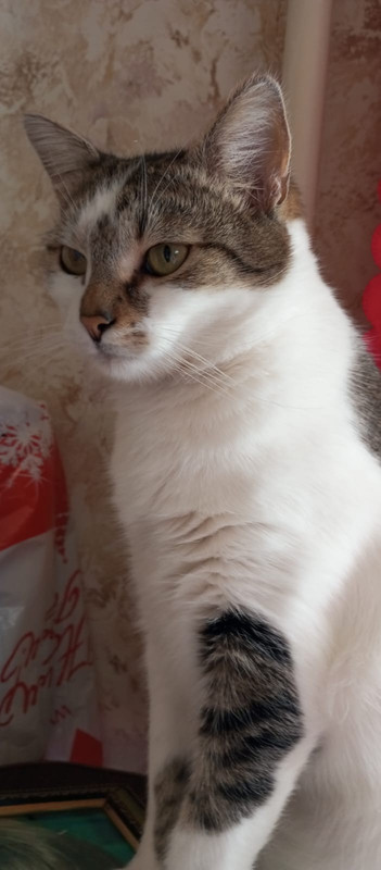 Изображение WhatsApp 2025-03-28 в 19.05.10_27b8e6ee