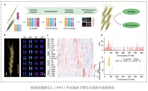 将节节麦基因组导入小麦作为谷物改良的基础-3.png