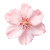  Pink spin flower 