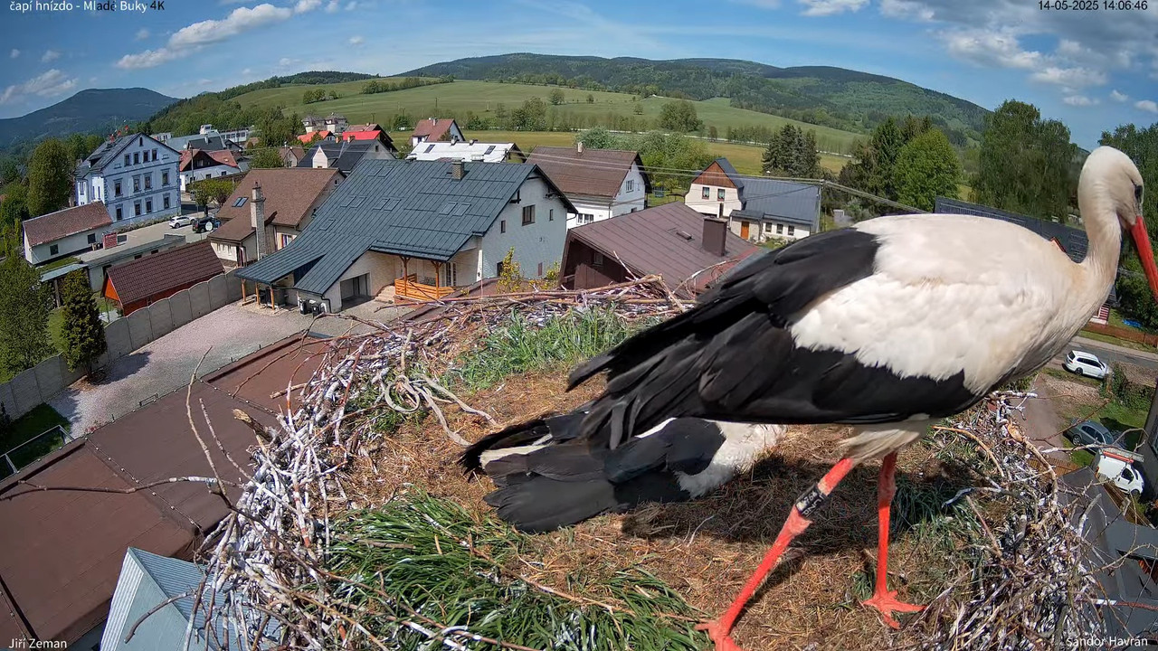 Živá kamera - Mladé Buky - čapí hnízdo 4K 13-28-46 screenshot