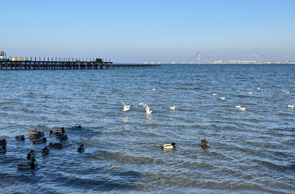 IMG-8390.jpg