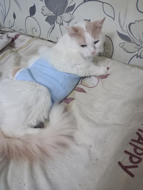 марс фото 7 сбор