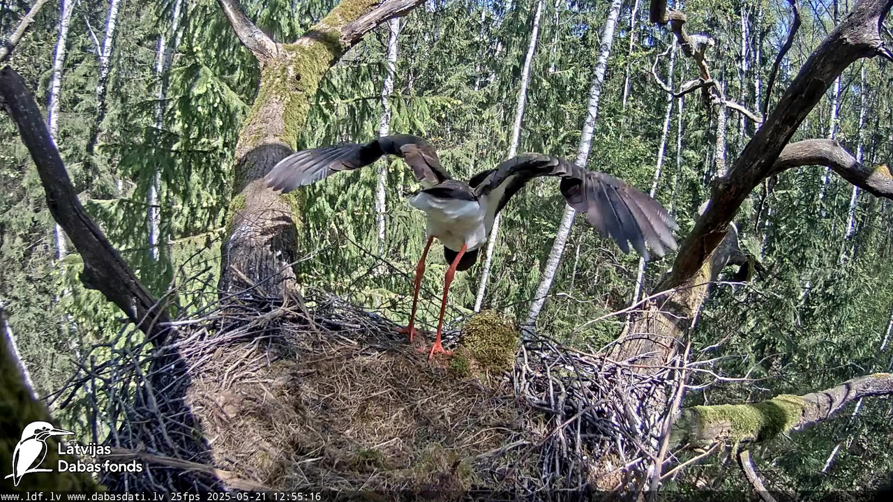 vlcsnap-2025-05-22-08h14m52s517