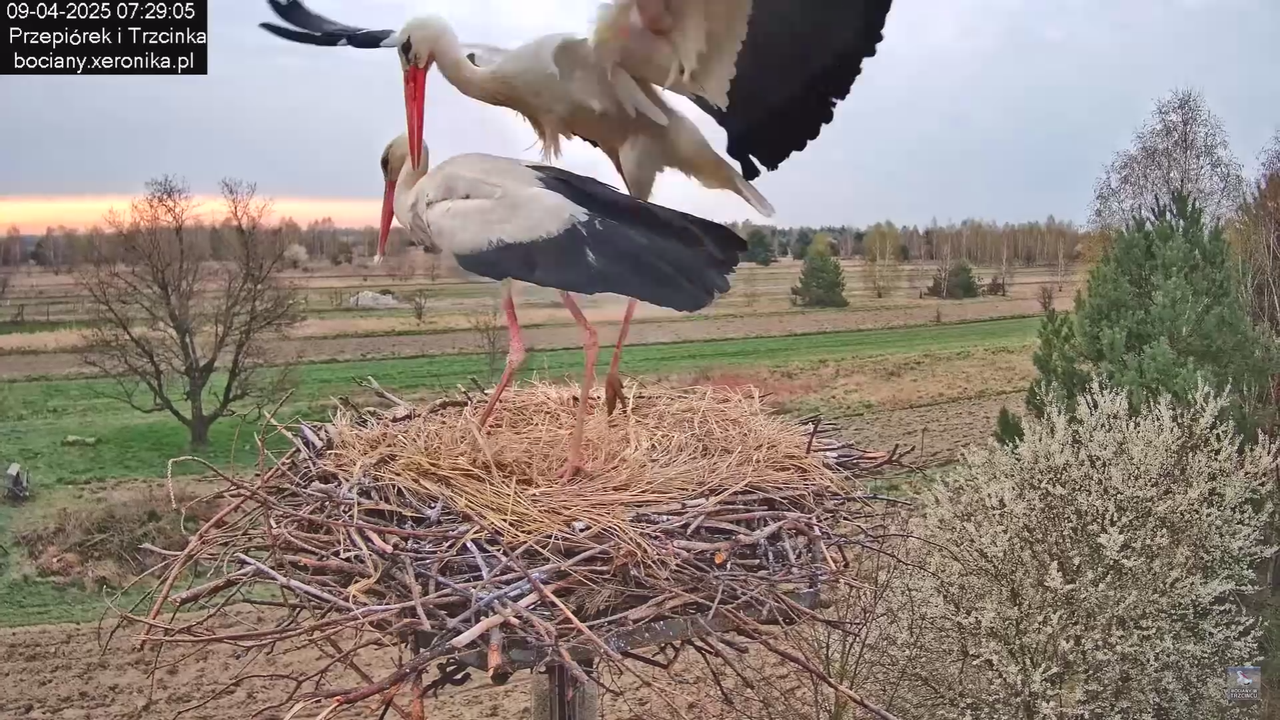 09042025bociany_41