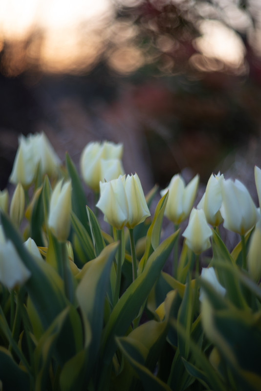 IMG-59c8947cfecc6ab9f72df885c0f308f0-V