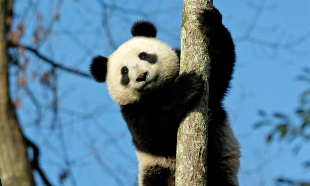 Wildlife Security Victory Stories
