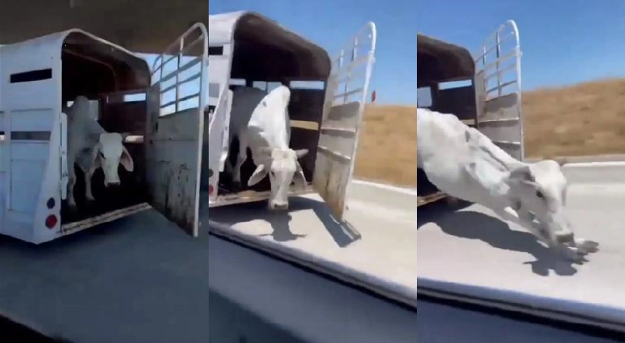 Vaca rueda por el asfalto: video viral capta como cae de un remolque