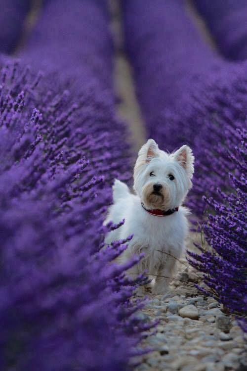 purpledog.jpg