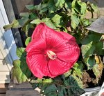 Dark-Rose-Hibiscus-2.jpg