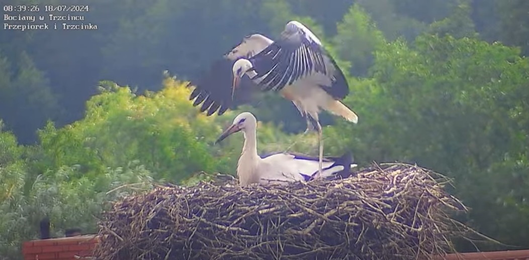 pochodzepotobiesobieaco